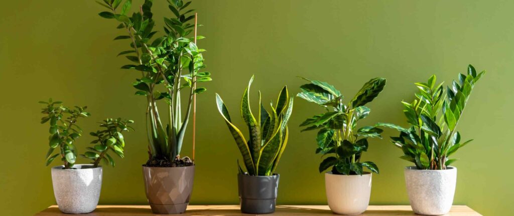 Aneka tanaman hias Aneka tanaman hias