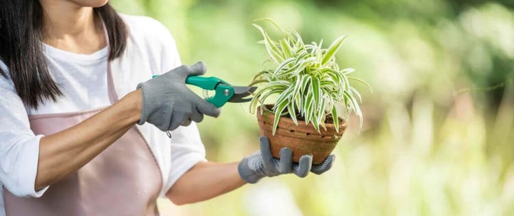 orang yang sedang berkebun