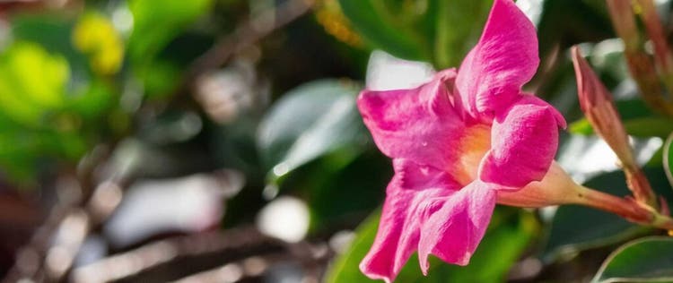 bunga dipladenia