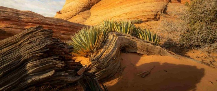 yucca di gurun