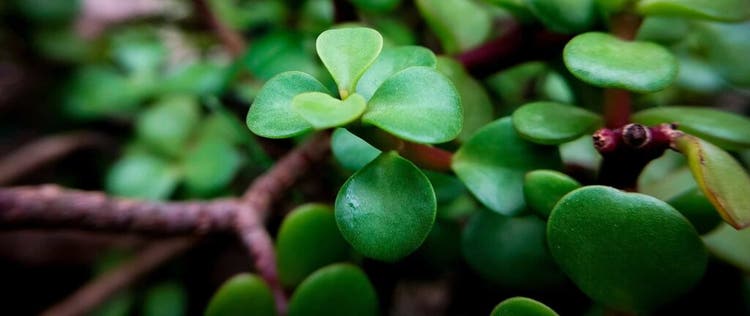 daun jade plant close up