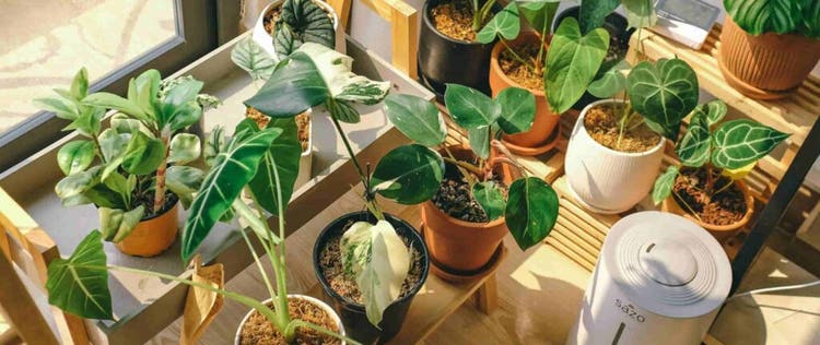 tanaman hias dan humidifier di dekat jendela