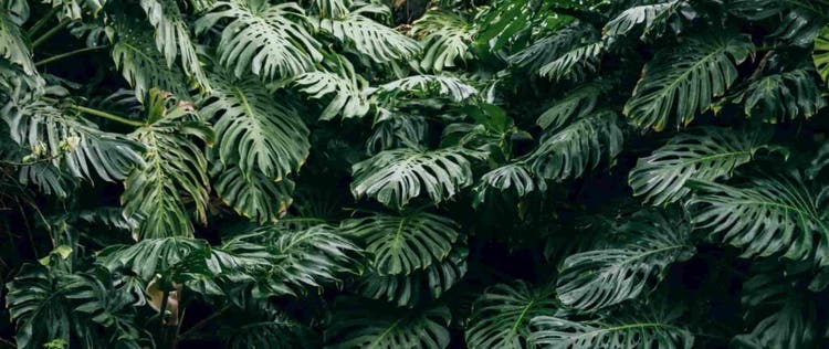 daun monstera