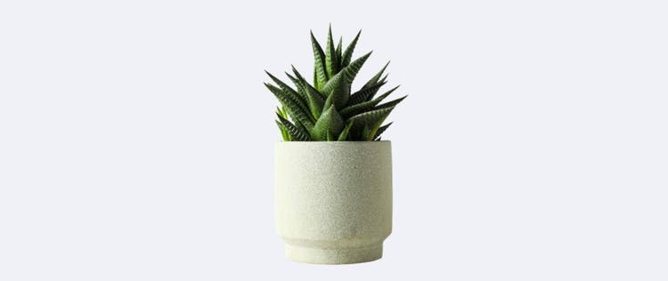 aloe vera di dalam pot