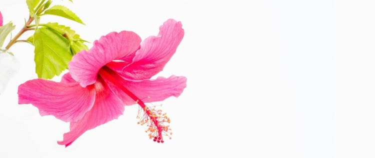 bunga hibiscus
