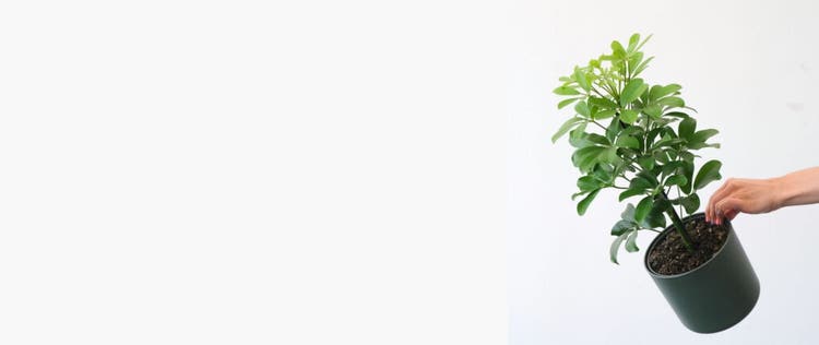 orang yang memegang pot schefflera